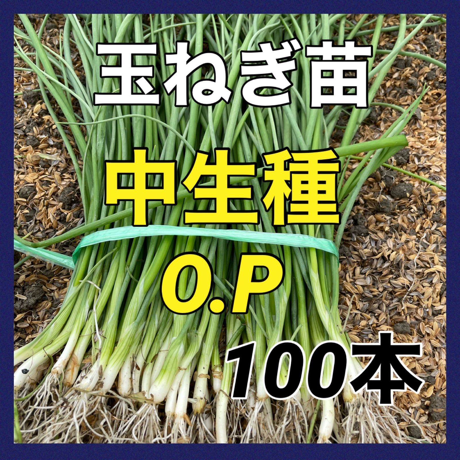 １００本‼️中生種O.P黄玉ねぎ苗‼️種苗園からの直送苗‼️ - 丹波の