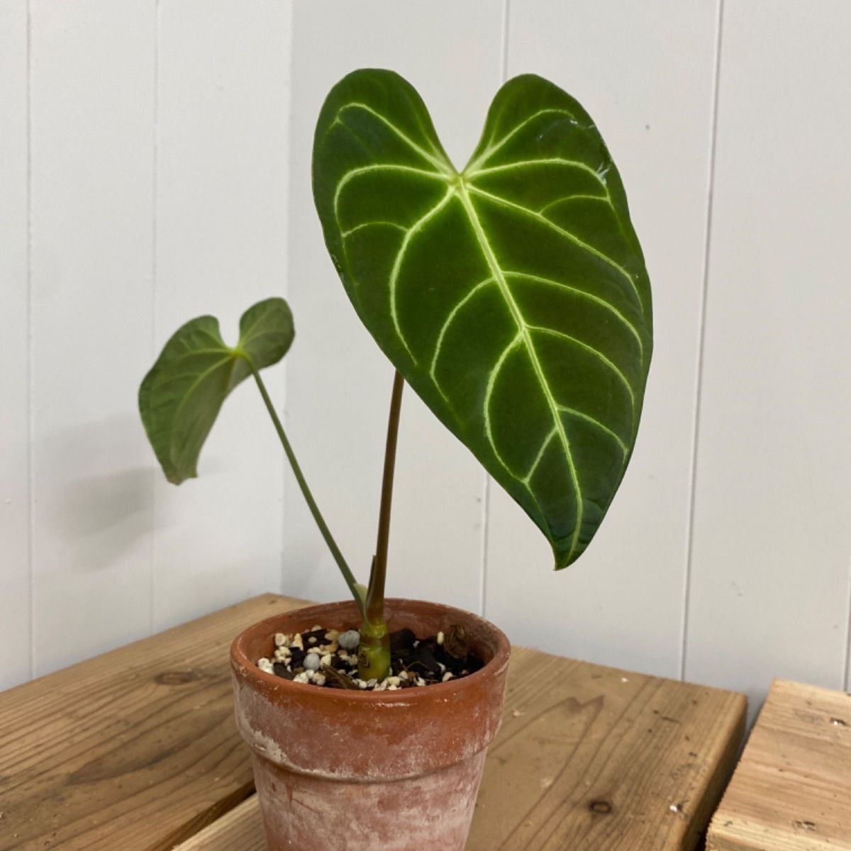 マルバノキ 株立ち 1.7m 現品発送 マルバの木 特大株 植木 苗木 大苗 