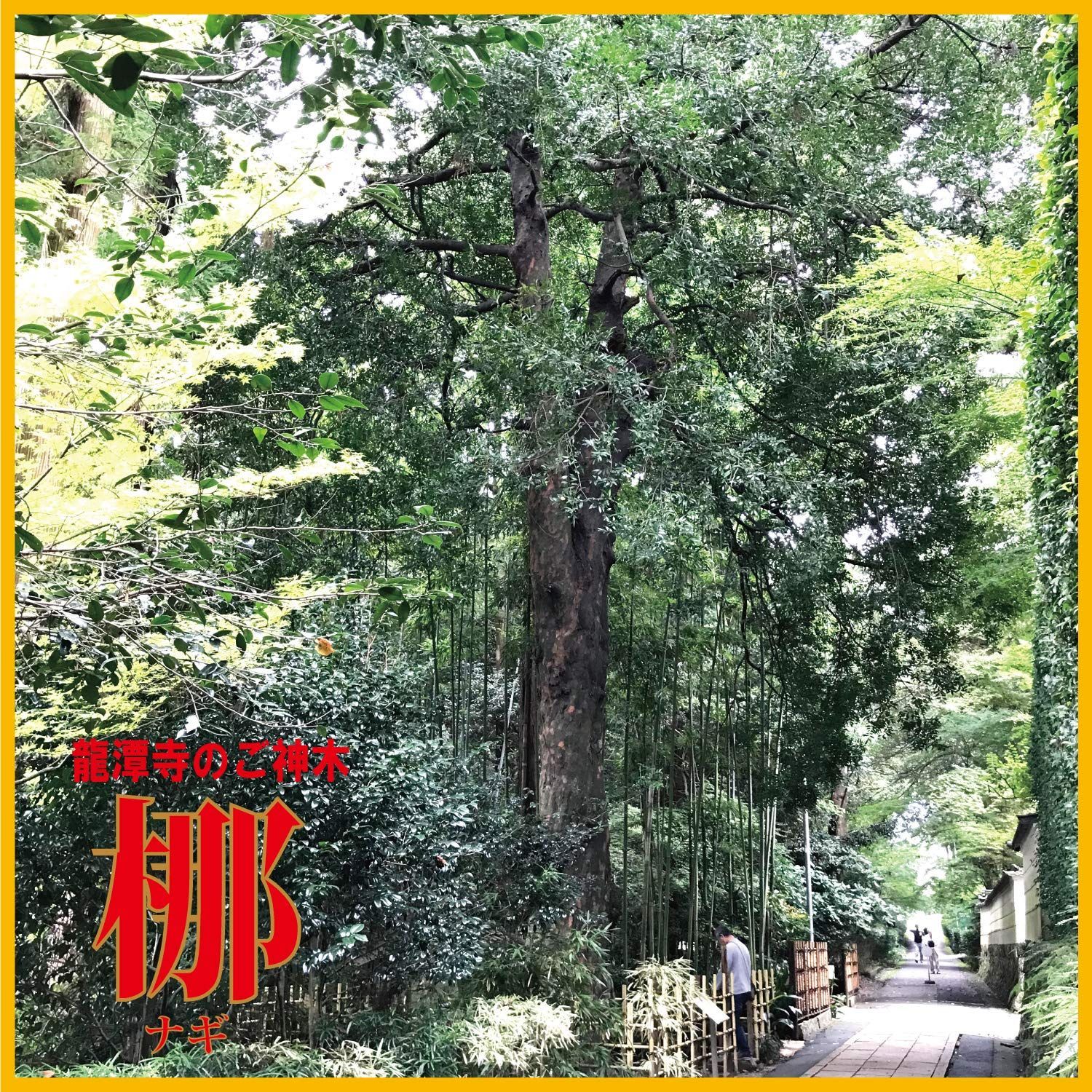 日本古来の植物 良縁を結ぶ