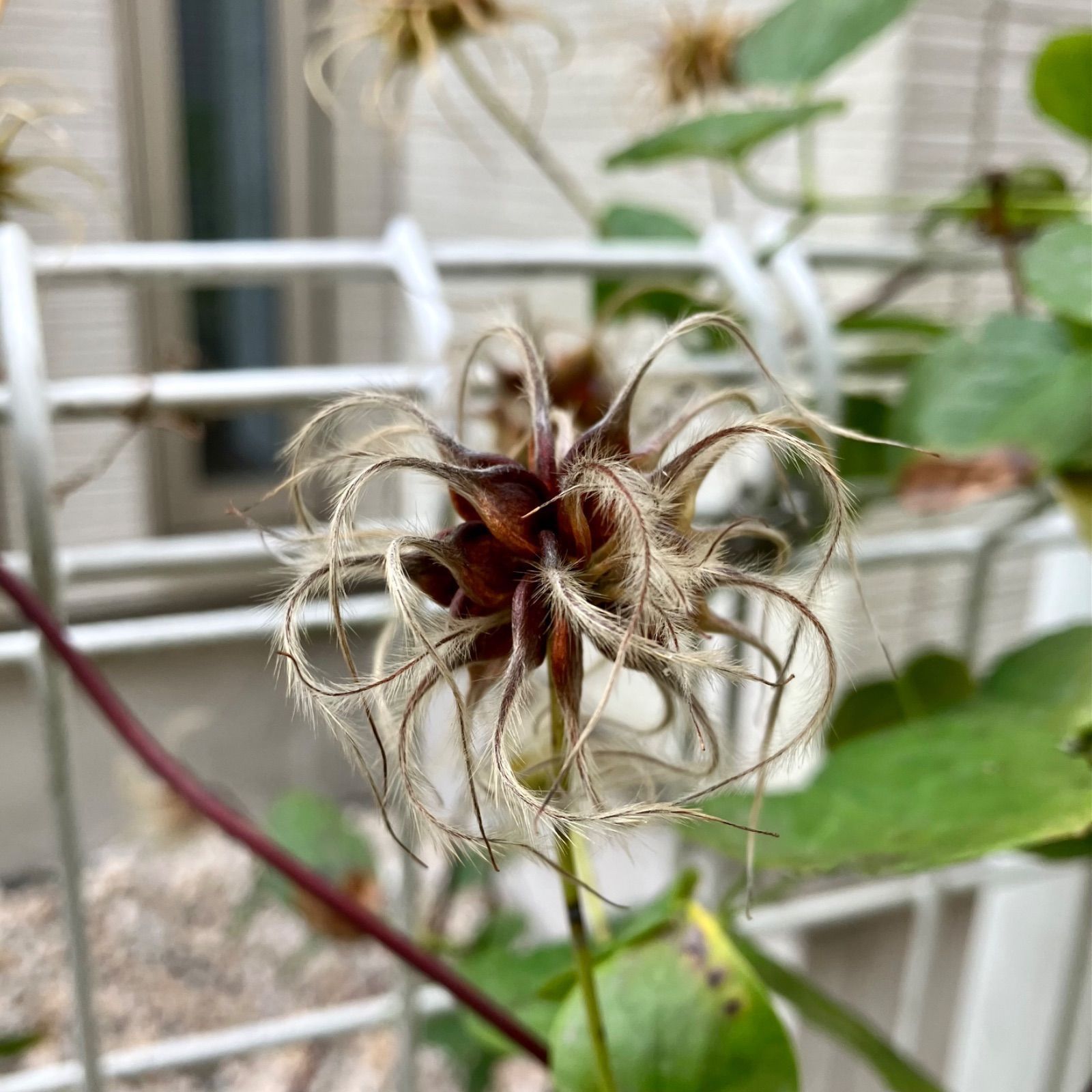 クレマチスアディソニーヴィオルナ系