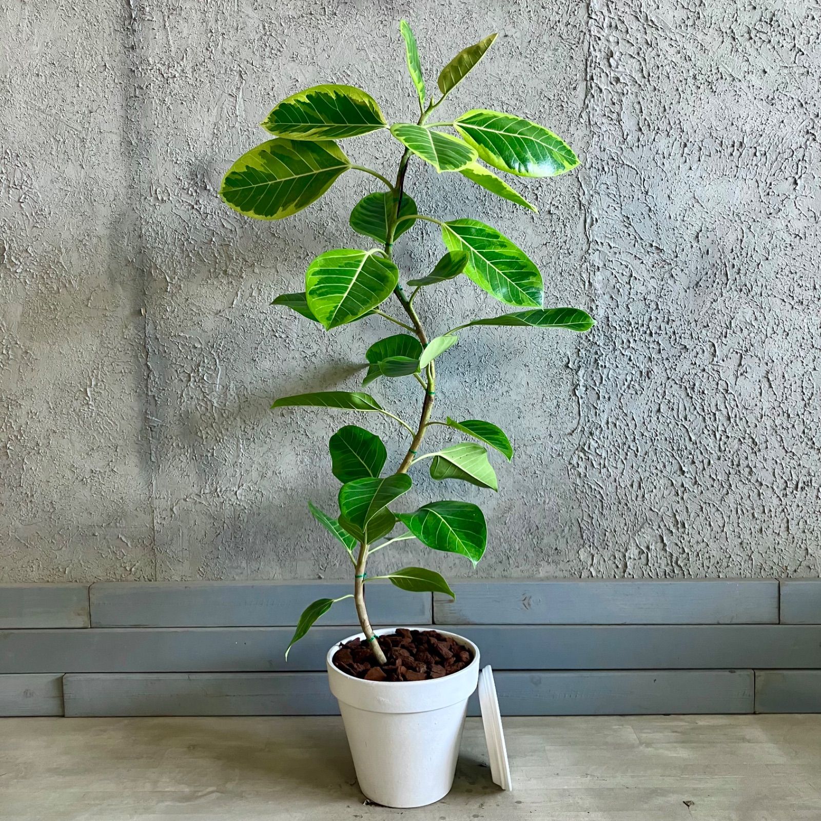 フィカス　アルテシマ　9 美形 曲がり仕立て フィカス アルテシマ 9号 テラコッタ性鉢植え