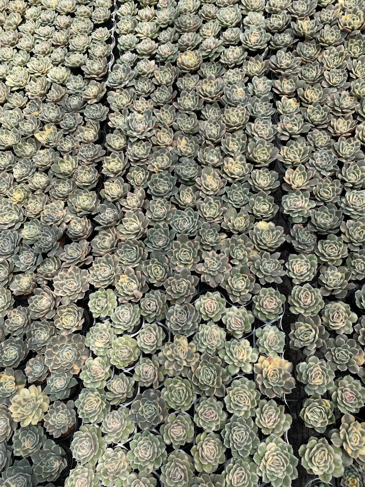 エケベリア 韓国苗