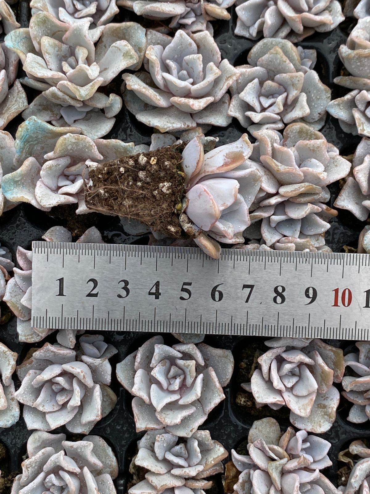 詰め合わせ エケベリア