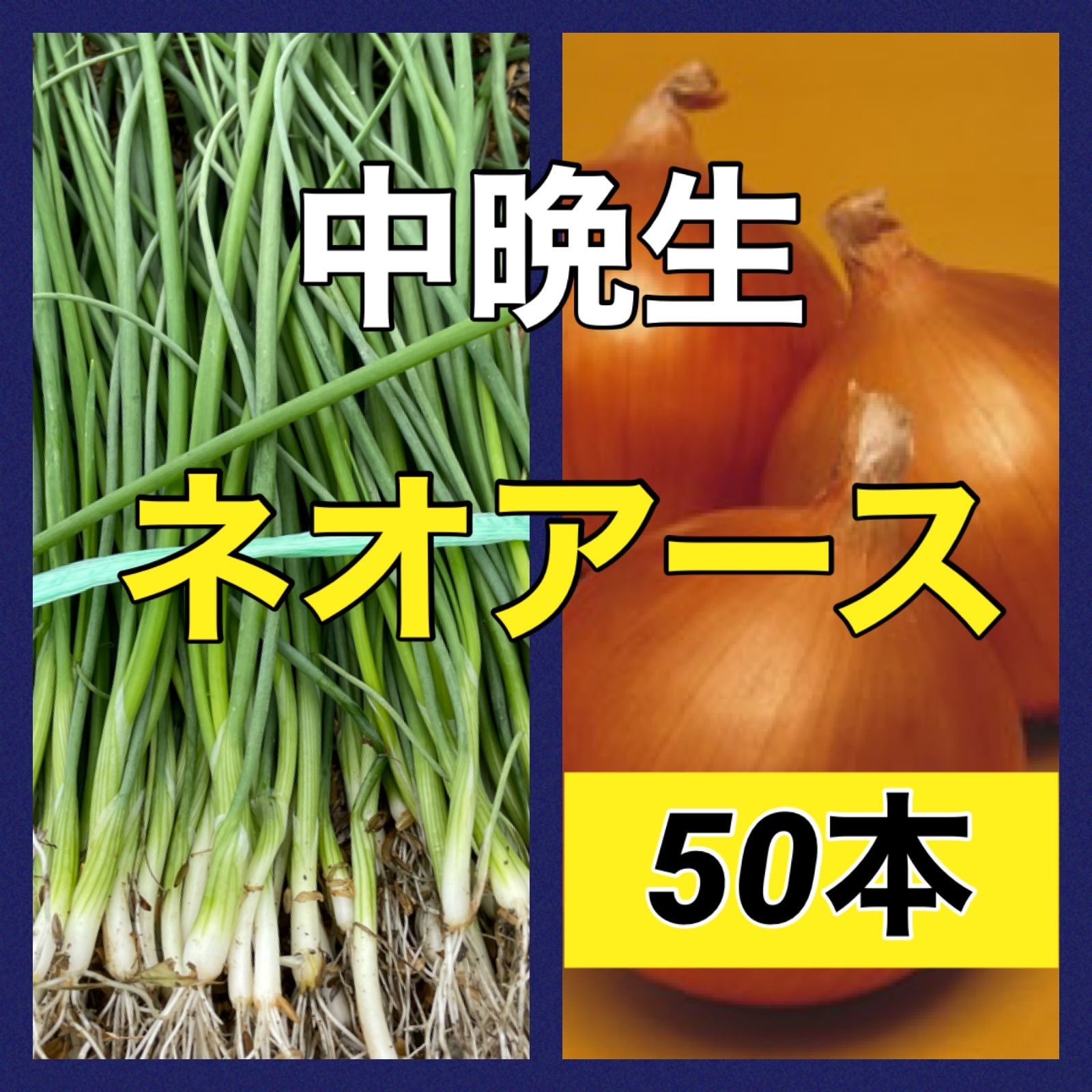 通販 人気 11月3日着くまたん☆様専用 ネオアース100赤玉ねぎ50 楽天 