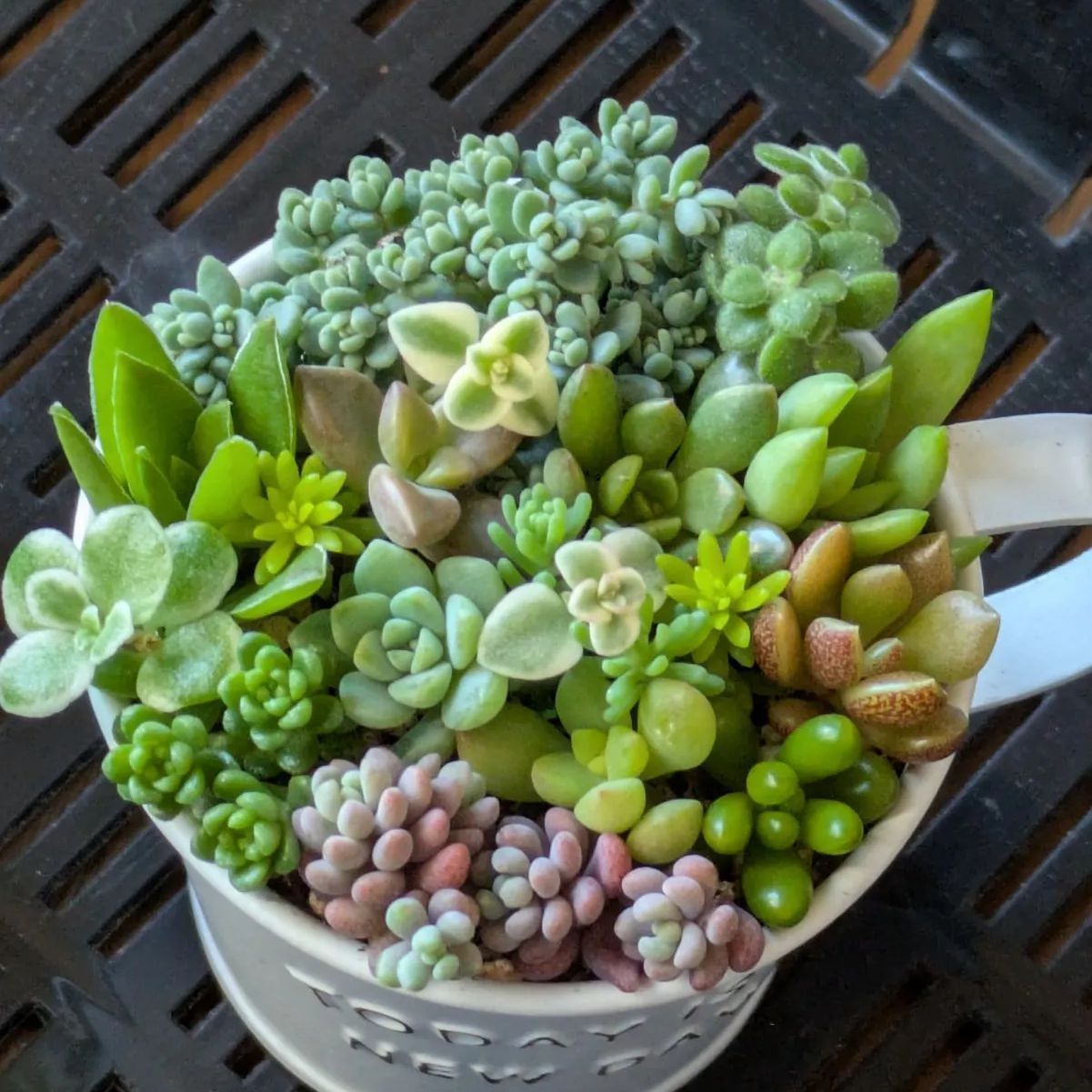 Pカット苗大量セット✨多肉植物　エケベリア　カット苗　寄せ植えに！ 多肉植物 カット苗 寄せ植えセット ミニ 6センチ×2 - メルカリ