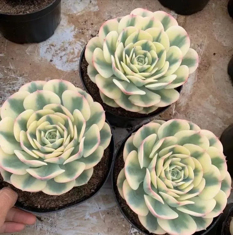 2株の抜き苗セット】ルノーディーン 多肉植物 佐川急便発送