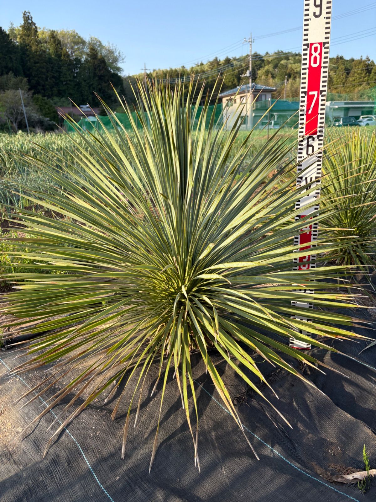 ユッカ ユッカ ロストラータ ⑦ ロストラータ⑦ 公式通販