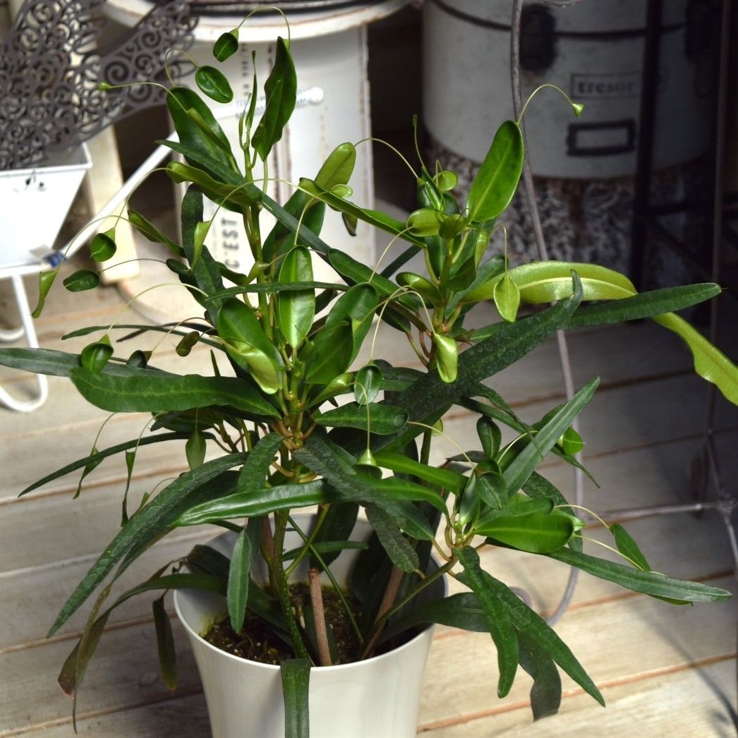 2鉢セット！！【鉢ごと発送】タイ シルバーソテツ Cycas sp.silver