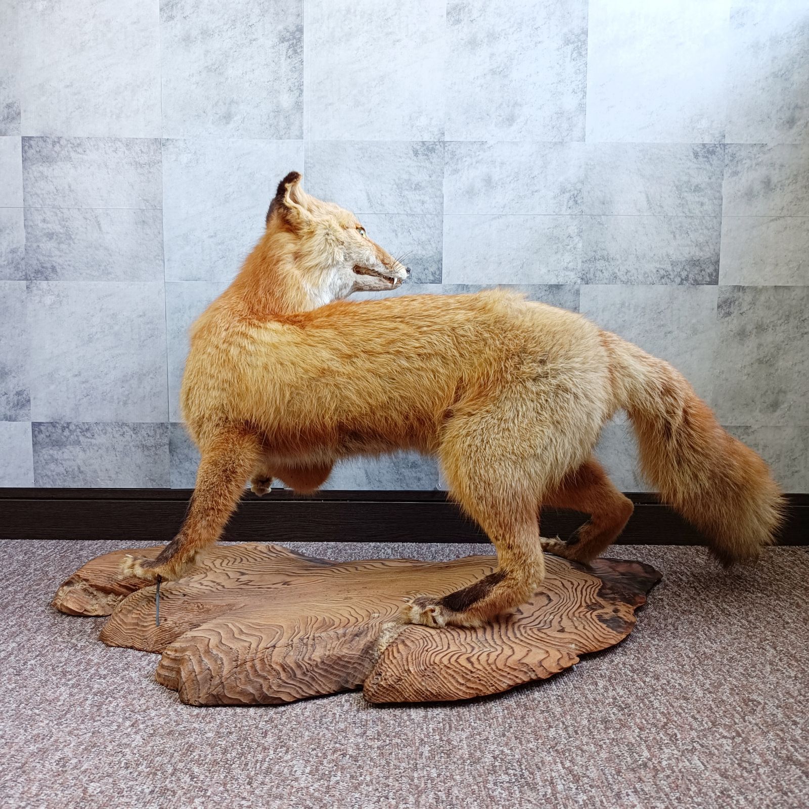 本州送料割あり】キツネ きつね 剥製 はく製 小林伯鳥作？ 動物