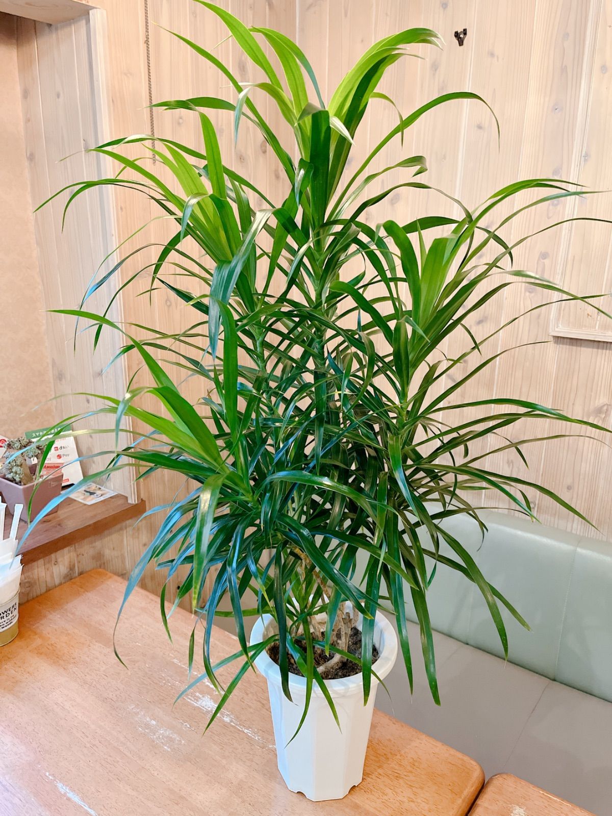 ドラセナ アングスティフォリア - メルカリ