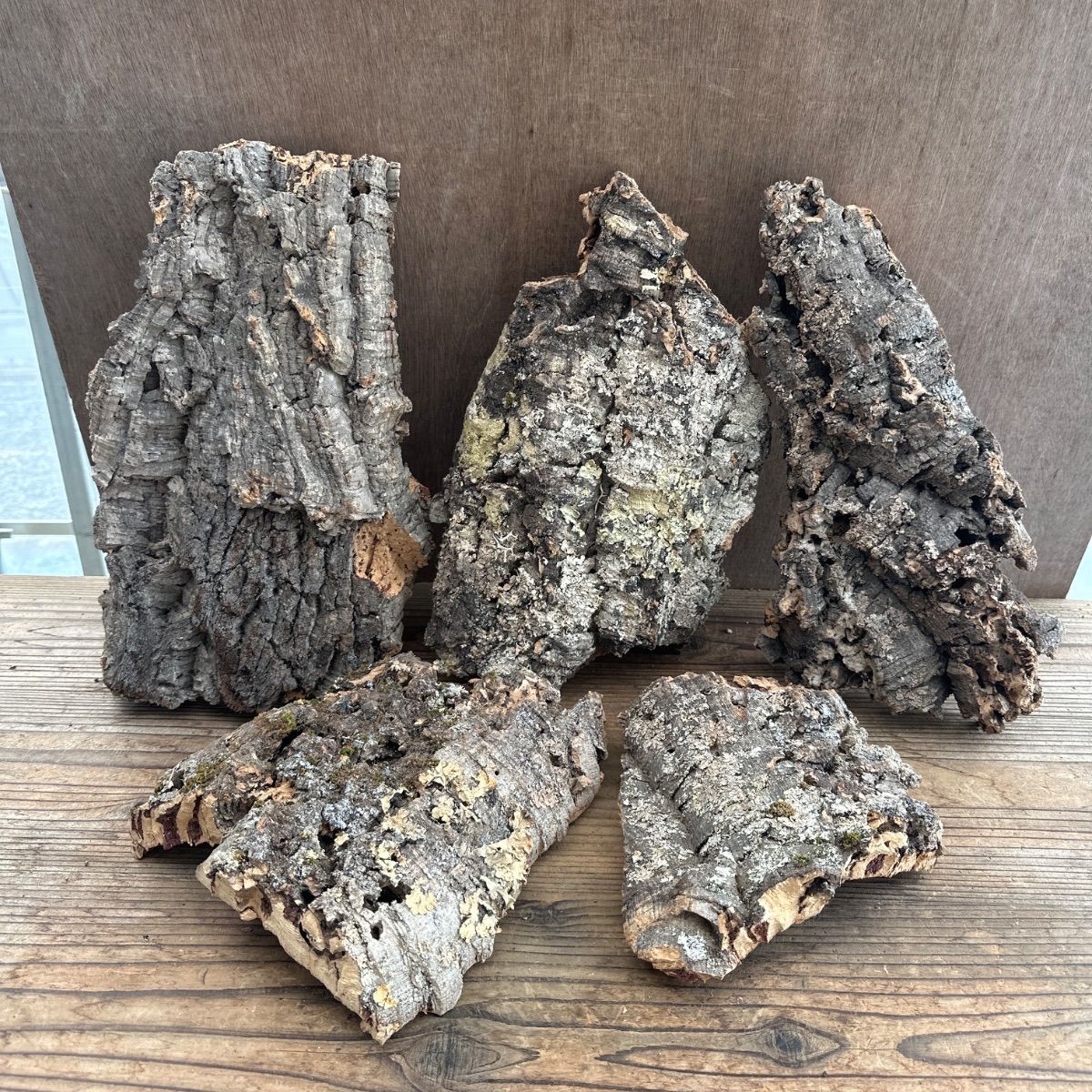 資材 Ｂセット コルクセット 5枚入り 2キロ コルク 板 板付 コウモリラン ビカクシダ 着生ラン ラン 観葉植物 観葉 植物 塊根植物 塊根 コーデックス 着生植物 着生 シダ植物 シダ エアプランツ エアープランツ チランジア ブロメリア おうち時間