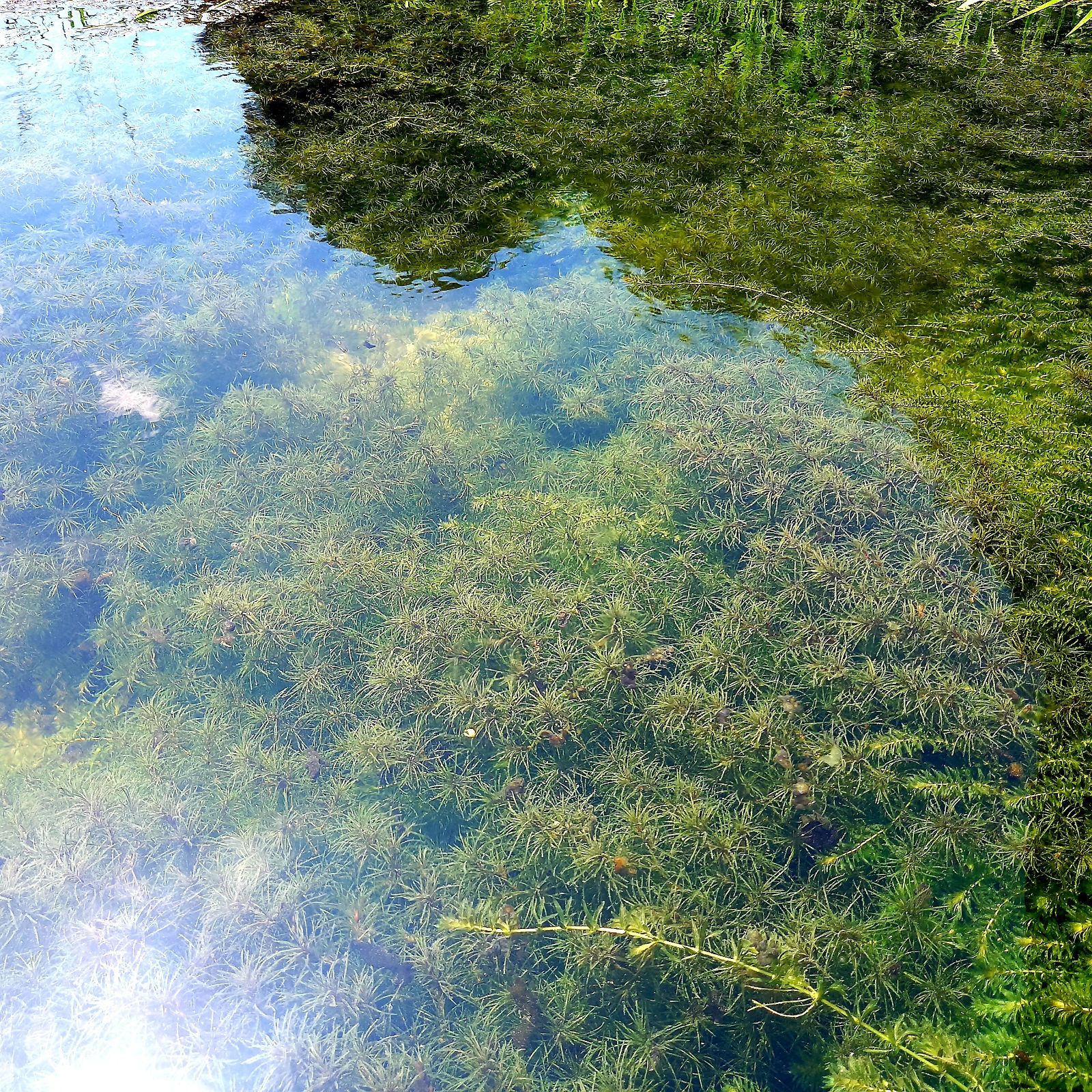 50本以上 ホッスモ 阿蘇の湧水で育った日本の水草 【アナカリス も販売