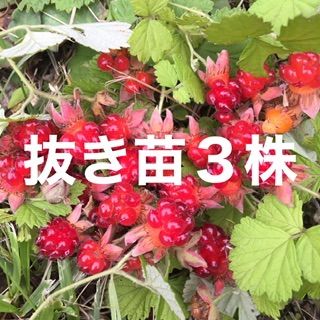 木苺苗3株