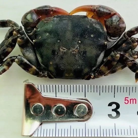 冷凍イソガニ300匹　磯ガニ　イソカニ　釣り餌　石鯛　黒鯛 冷凍釣り餌トッポガニ40匹 送料無料 石鯛 イシダイ 底物の通販