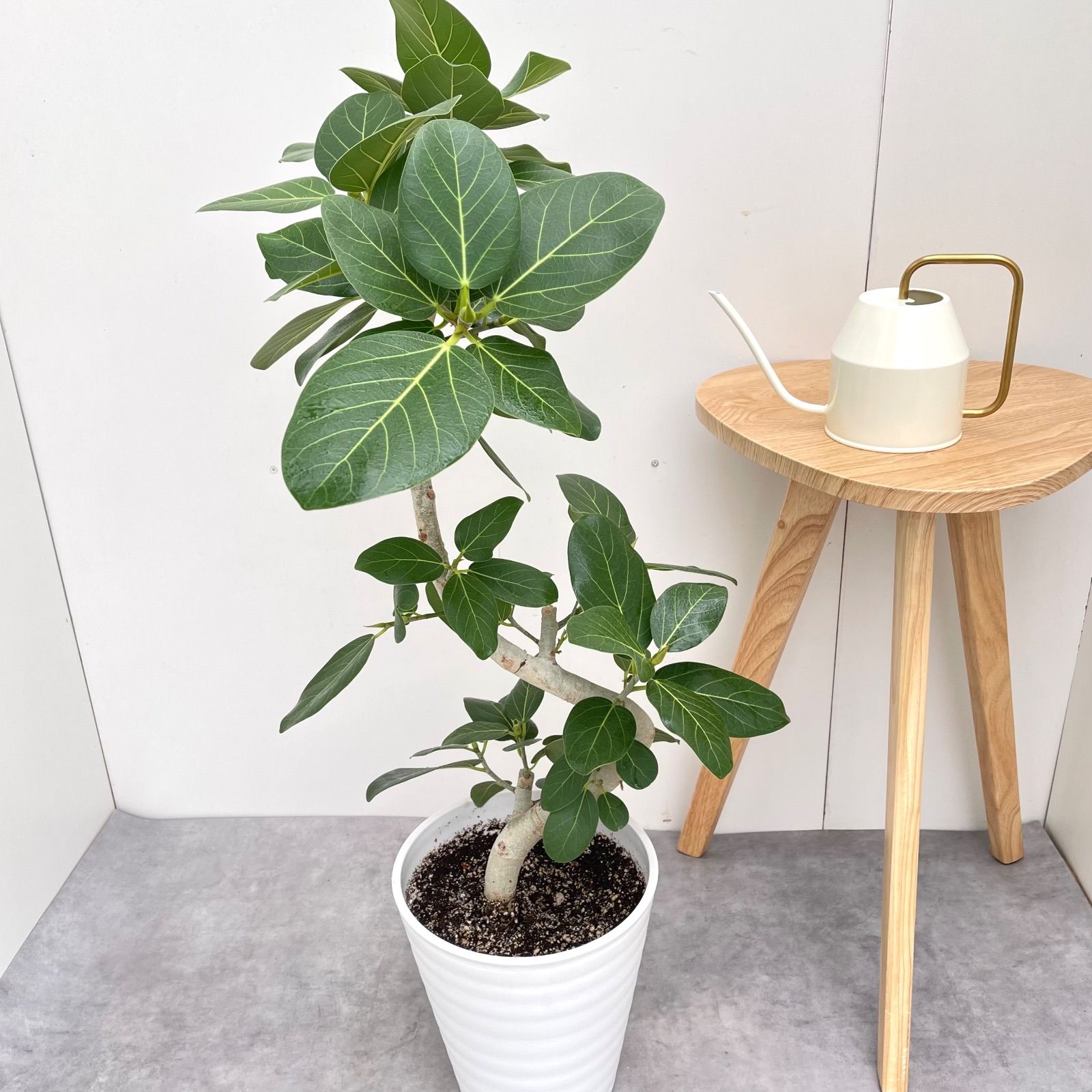 フィカス ベンガレンシス 曲がり 6 現品 観葉植物 大型 室内