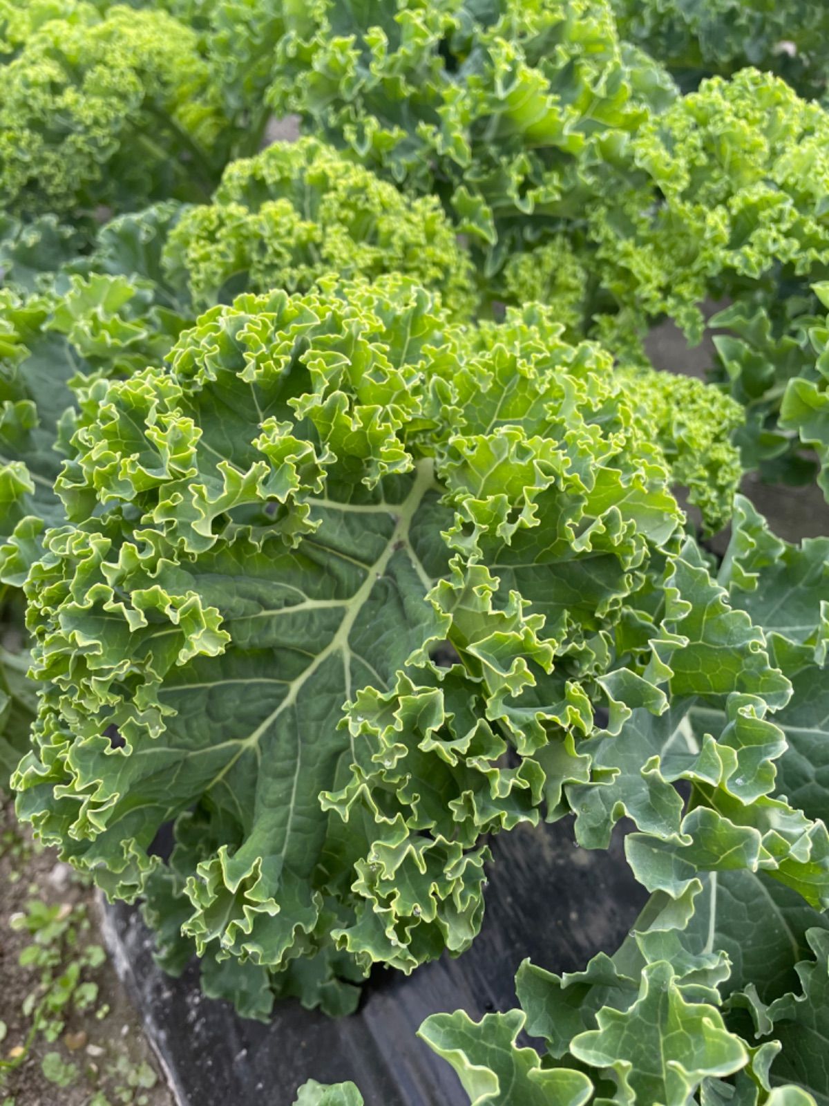 サラダケールカリーノケール - 野菜