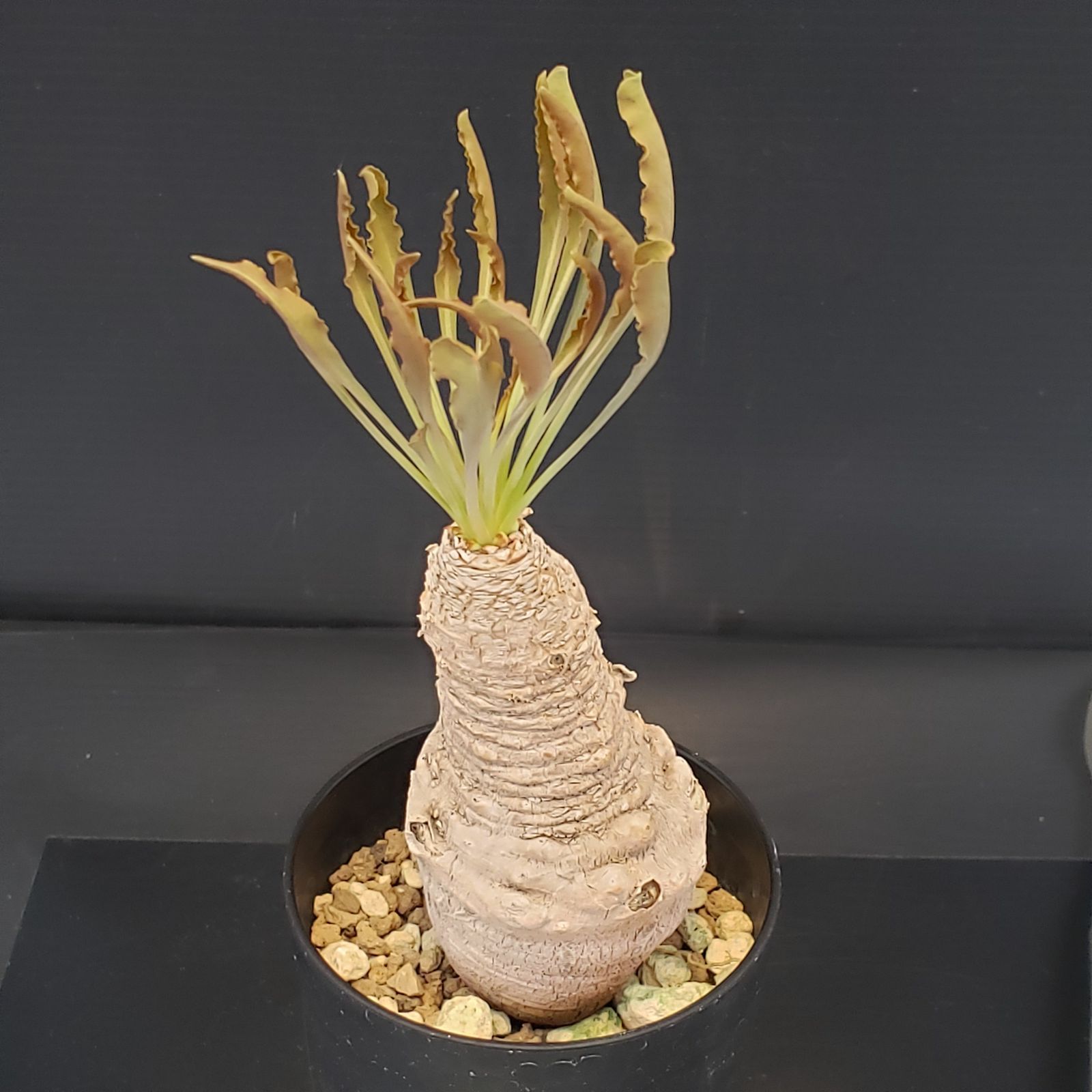 ユーフォルビア クリスパ 現地株 Y388【自社養生株】ユーフォルビア