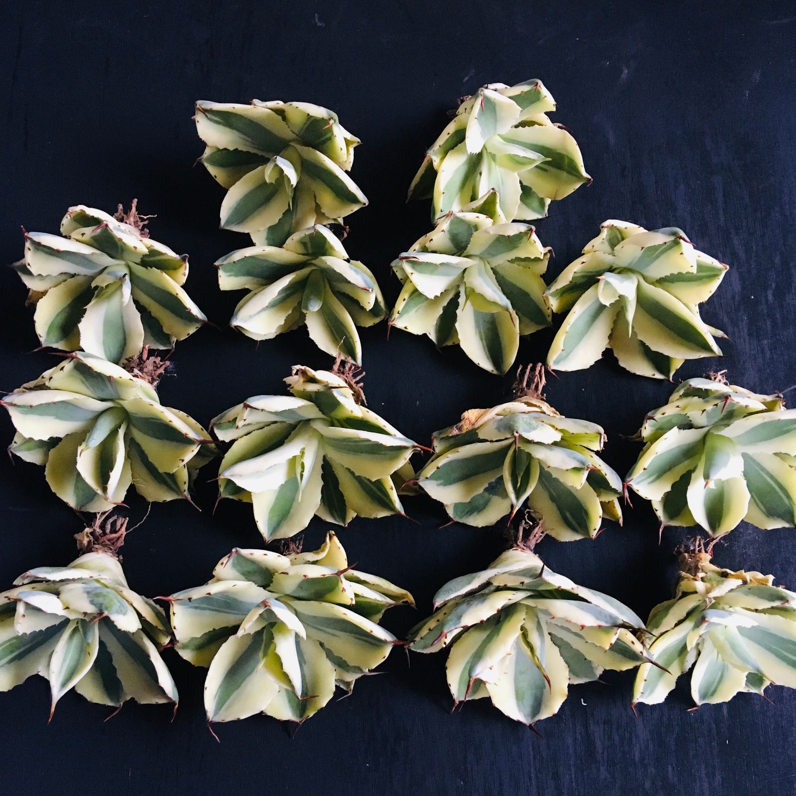 アガベ デザートダイヤモンド TC苗 アガベ チタノタ 南アフリカ