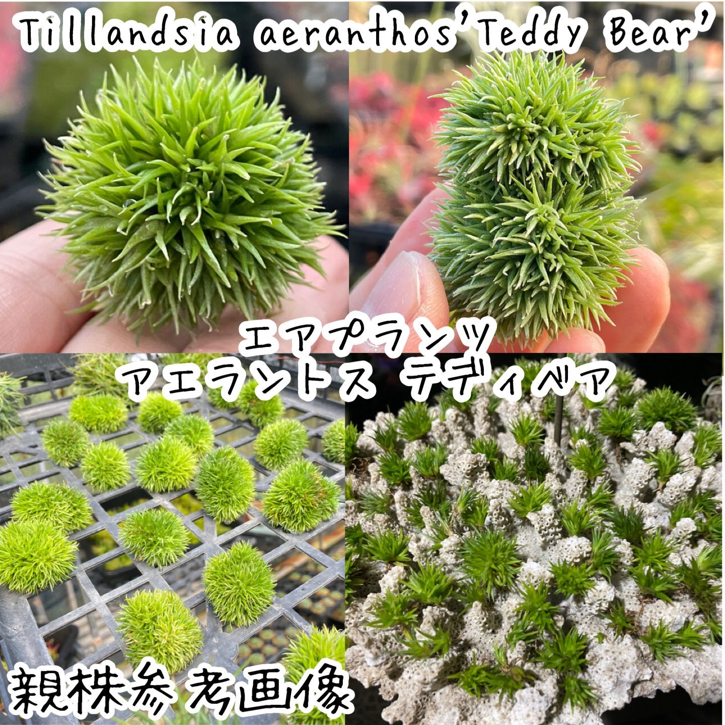 密株※[φ2.5×2] チランジア アエラントス テディベア Tillandsia aeranthos Teddy Bear＊エアプランツ＠フラワーショップ江口  - メルカリ