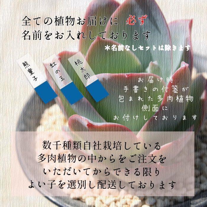 観葉植物 吉祥天 アガベ 2号ポット 多肉植物 根付苗 多肉永遠