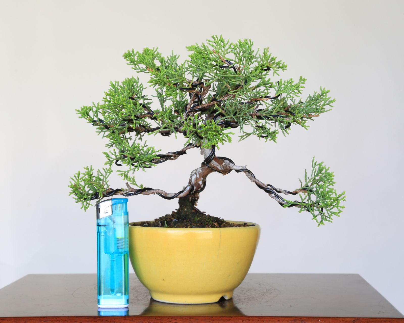 盆栽屋大和】真柏 大品盆栽 取りに来れる方大歓迎 自社配送も可展示品