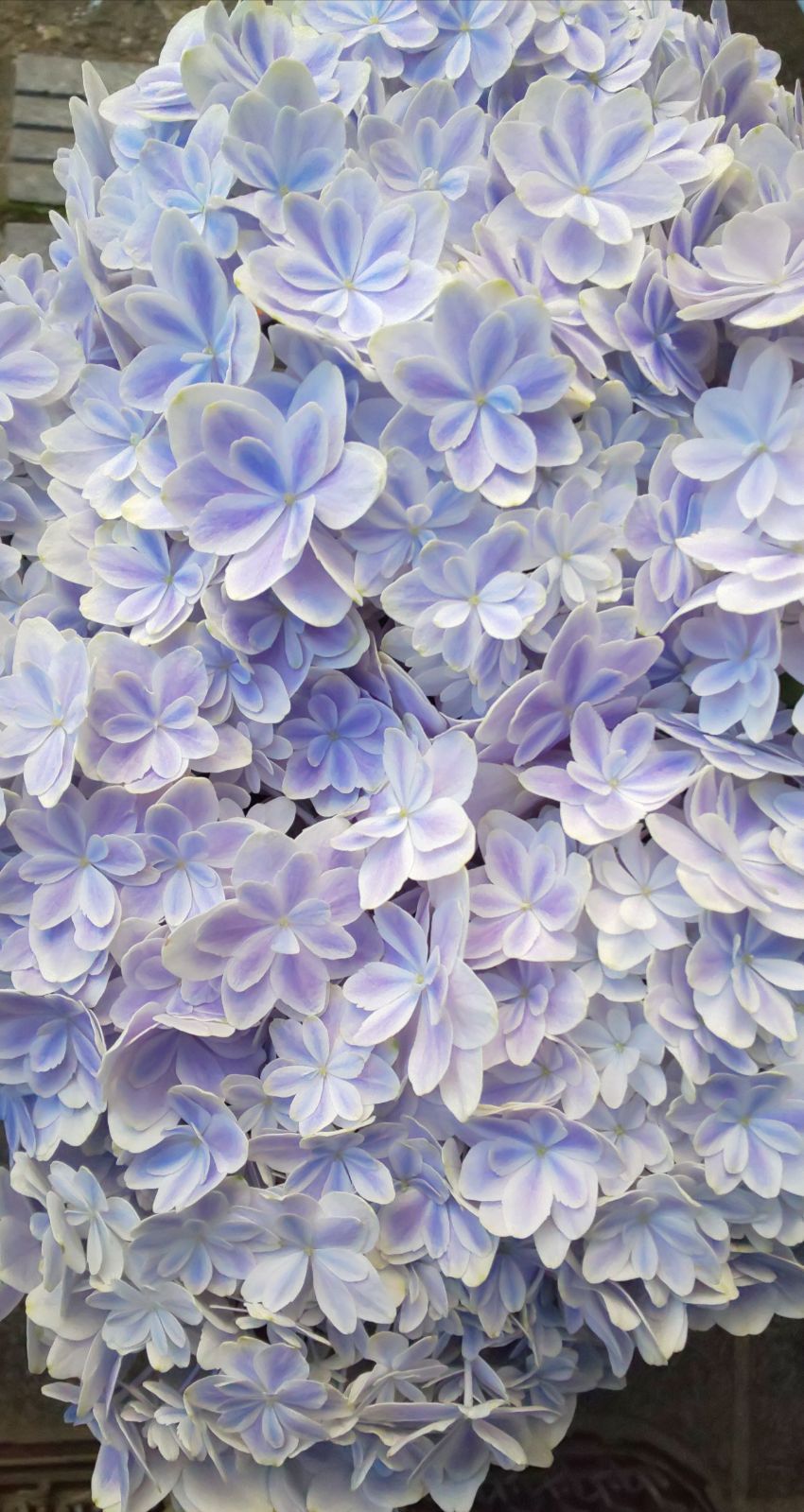 メルカリshops 紫陽花 万華鏡 来季用鉢