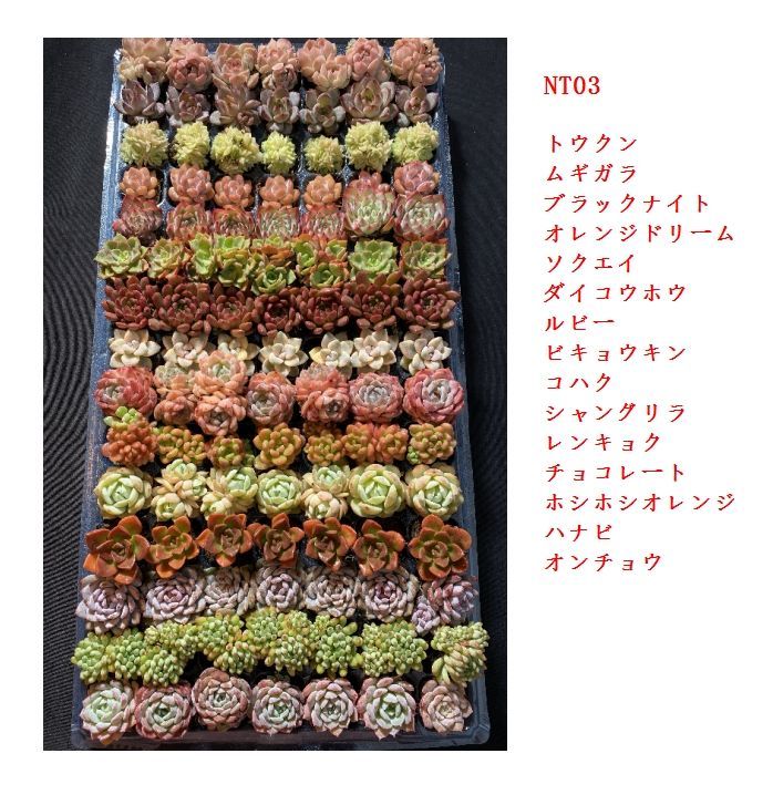 新入荷 15種類セット NT03×105苗 土付き 詰め合わせ 多肉植物 エケベリア 韓国苗 新入荷