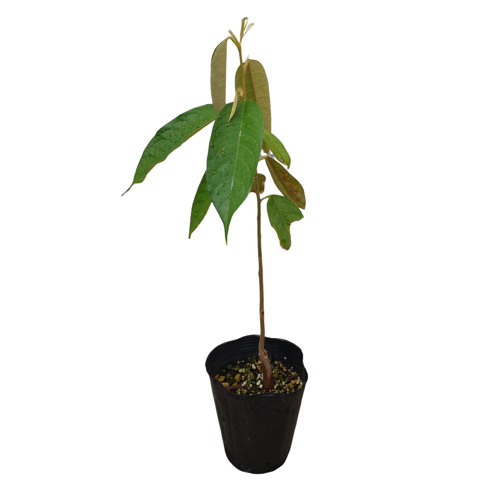 ドリアン苗 レア品種 Durio Graveolens苗 ドリアン苗 レア品種Orange Durio Graveolens苗 フルーツ・果実