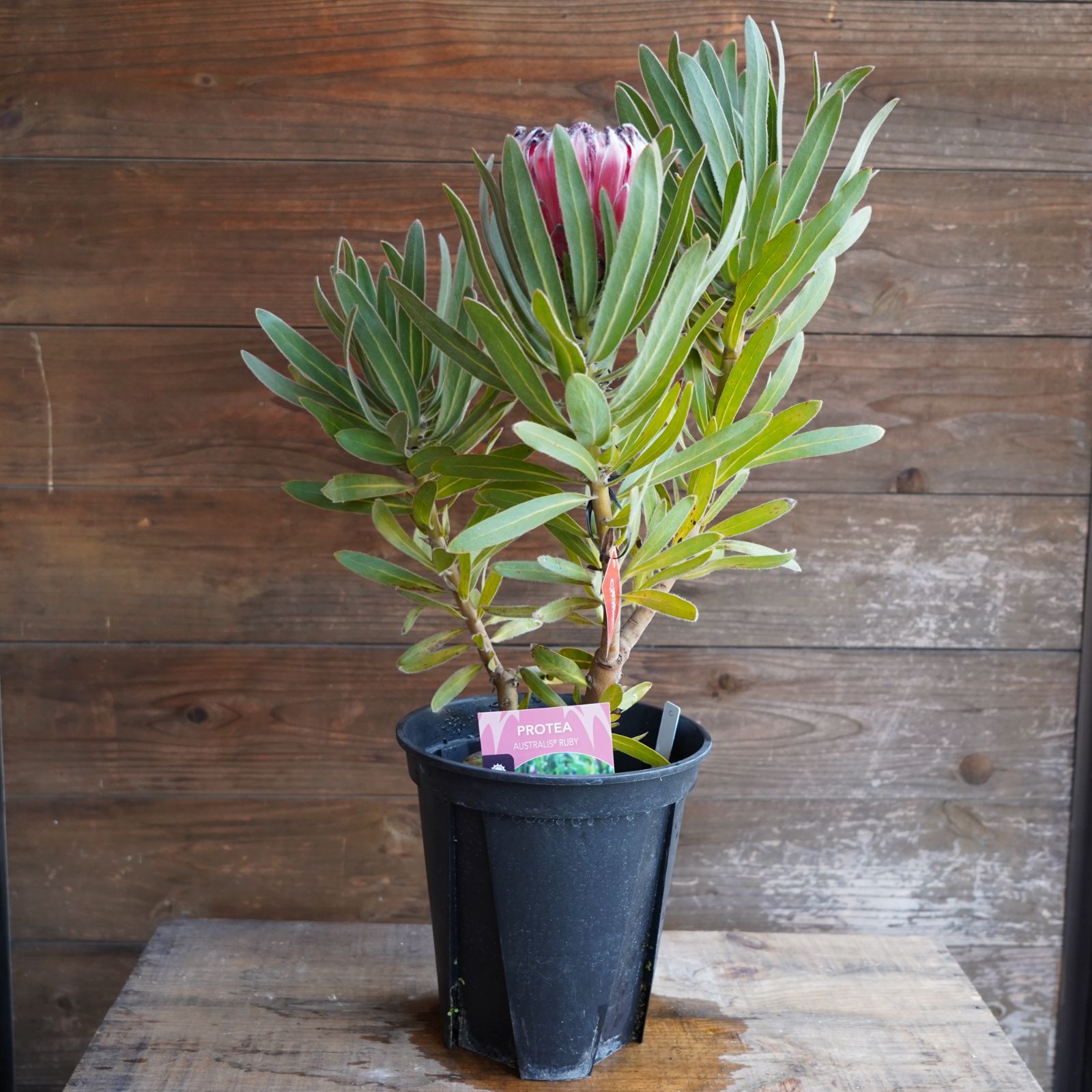 プロテア ”オーストラリスルビー” C オージープランツ 現物発送 公式