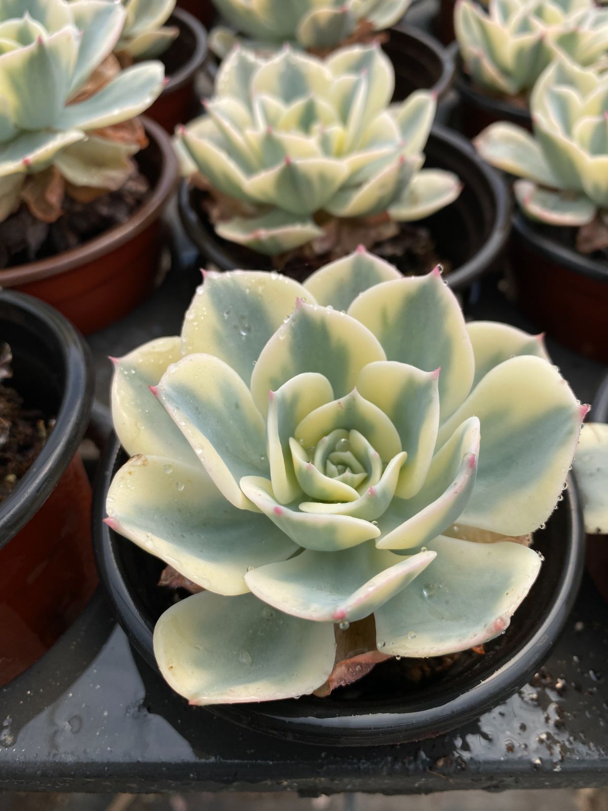 多肉植物 ルノーディーン 抜き苗