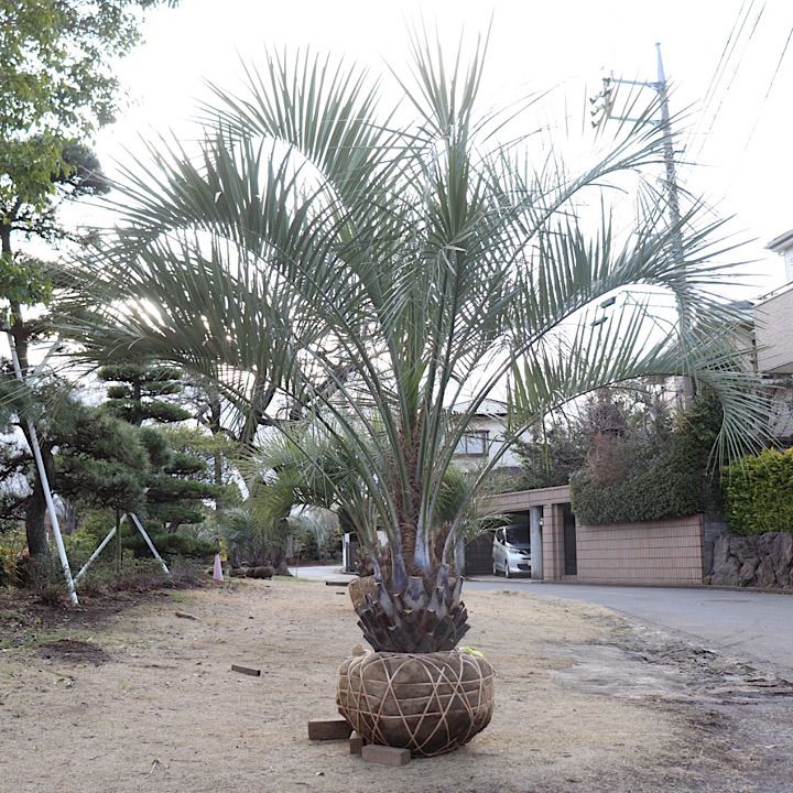 アガベ イシスメンシス ブルーエンジェル【 藍天使 】早いもの勝ち 鉢