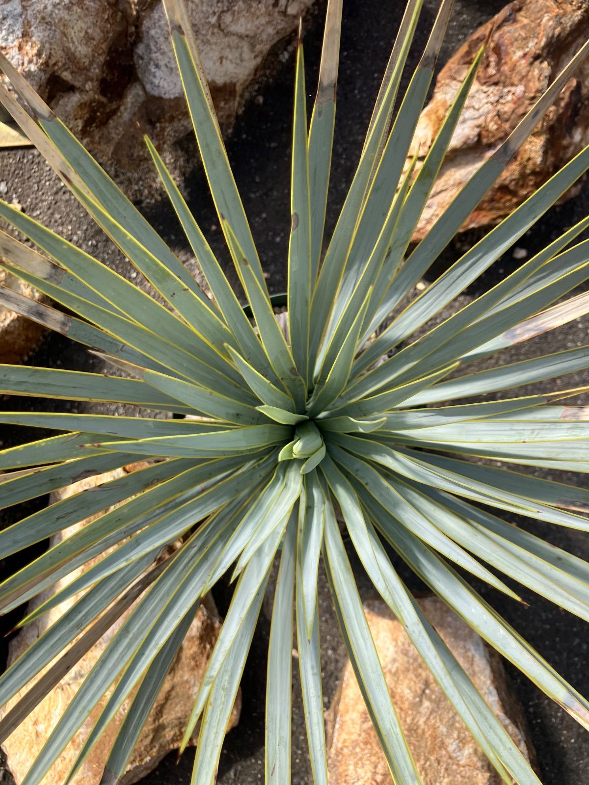 マルデヌベスver.リギダ　5 マルデヌベスver.リギダ 5 マルデヌベスver.リギダ 2 ハイブリッド