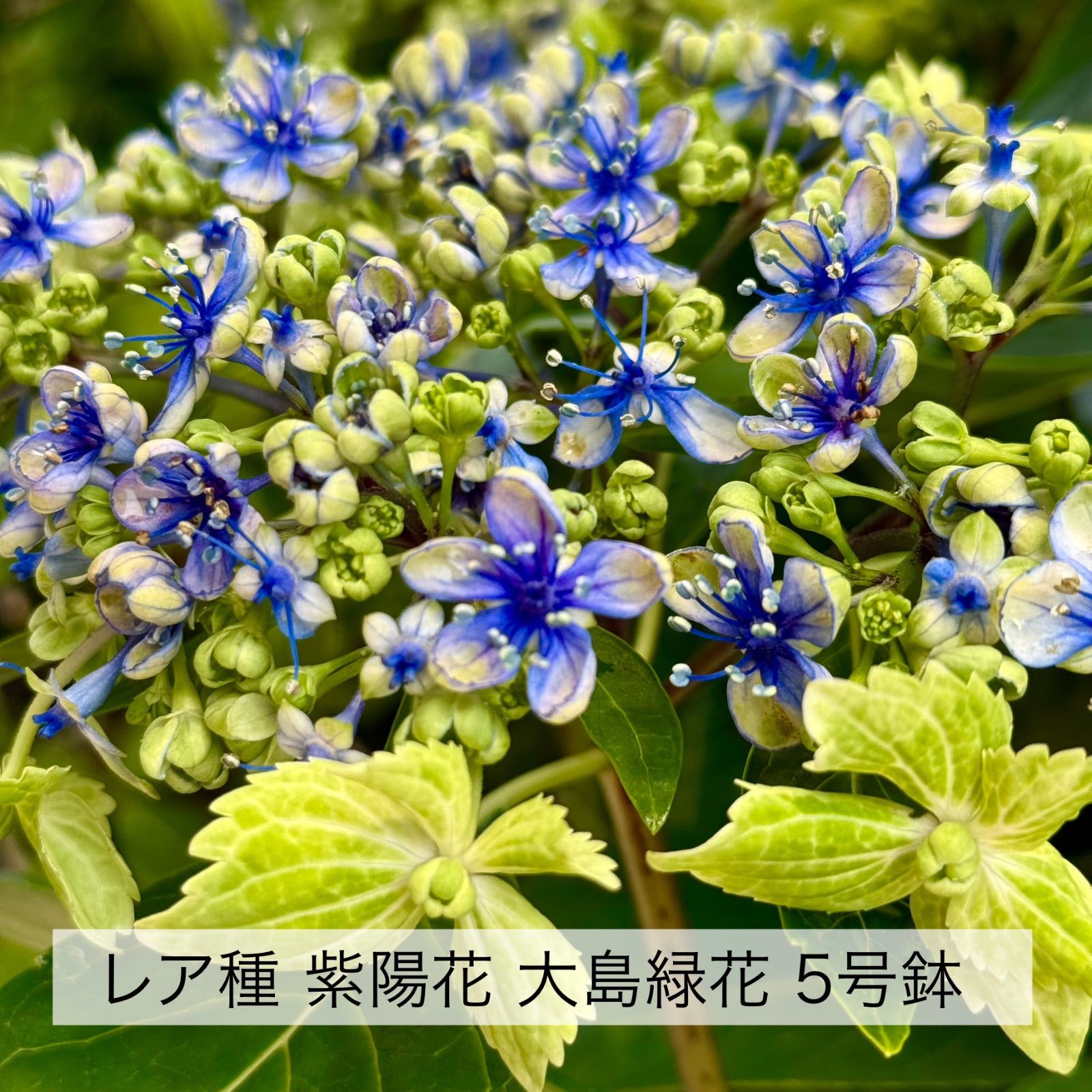 紫陽花 大島緑花 SALE品 （5号鉢）レア品種 ガクアジサイ 紫陽花 鉢花 アジサイ 伊豆大島で発見された珍しい紫陽花