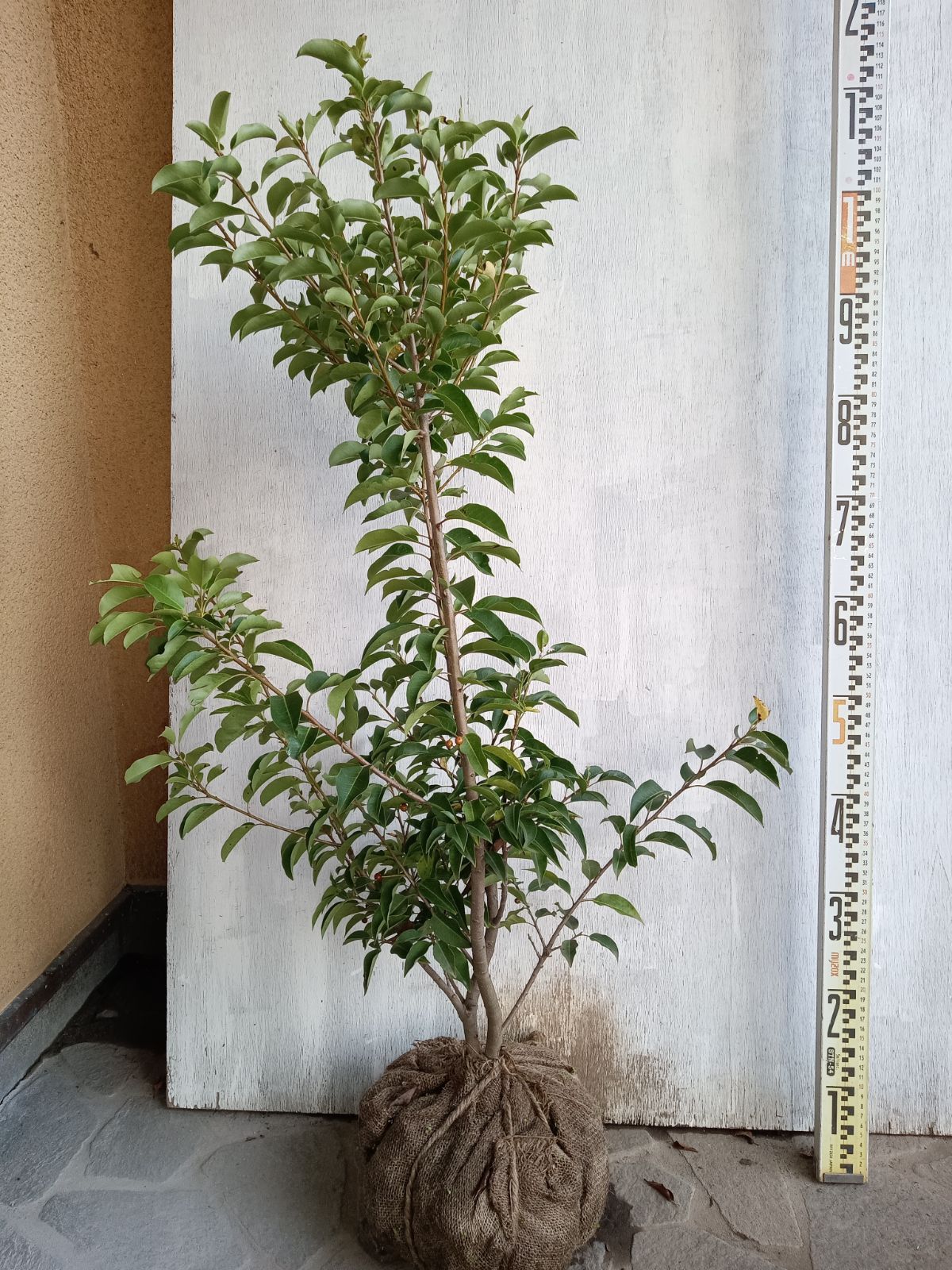 参考書まとめ売り 4冊からバラ売り可能‼️ - メルカリ 参考書セット