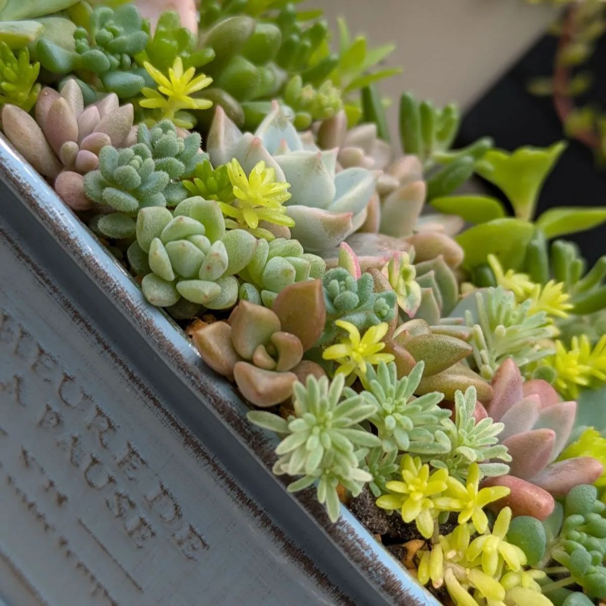 多肉植物 カット苗 春の寄せ植えセット ⑥ 母の日 - メルカリ