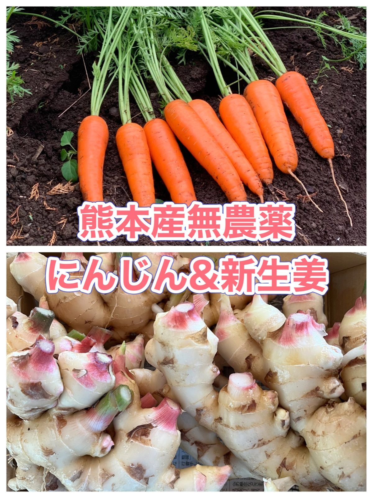 生姜 しょうが 1.2kg 高知県産 B級品 - 野菜