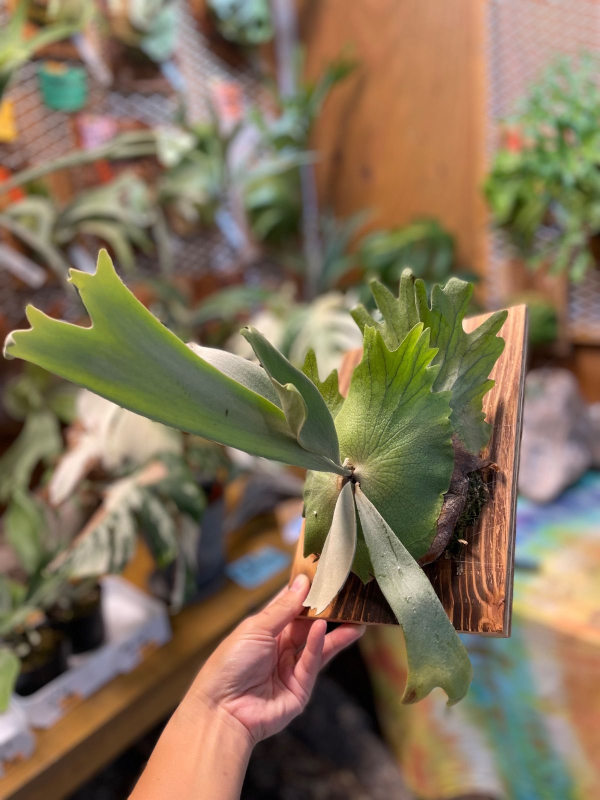 ビカクシダ ウィリンキーcvワチャラ P.Willinckii cvWachara