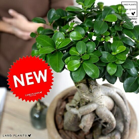 【現品】ザミア・フロリダーナ　多頭株　10号　白鉢（1） 現品】ザミア・フロリダーナ 多頭株 10号 白鉢（1） zamia floridana