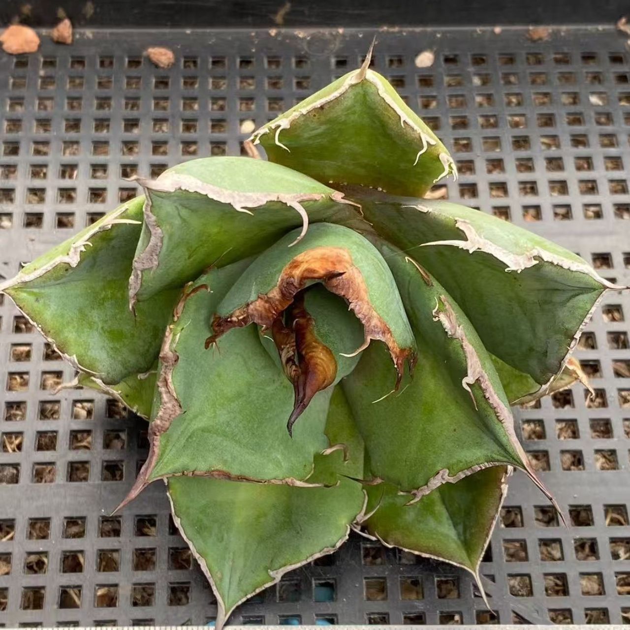 特選中株 アガベ チタノタ 黒豹 極上狂棘大甲蓋 多肉植物 - メルカリ