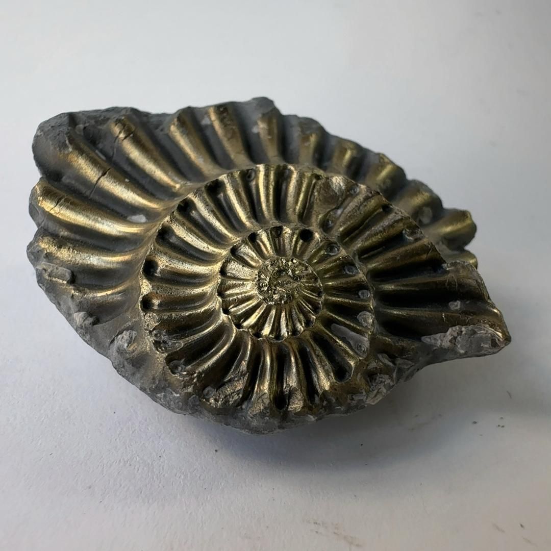 パイライト化 アンモナイト 「黄鉄鉱化アンモナイト」（化石コレクション） 61yj3vEQSoL._UF350,350_QL50_.jpg