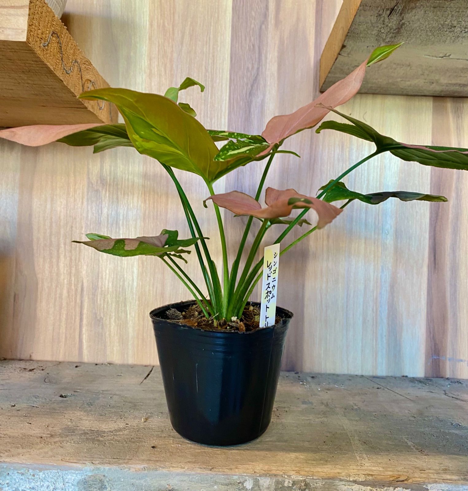 シンゴニウムトリカラー&レッドラーバーミックス シンゴニウム レッド