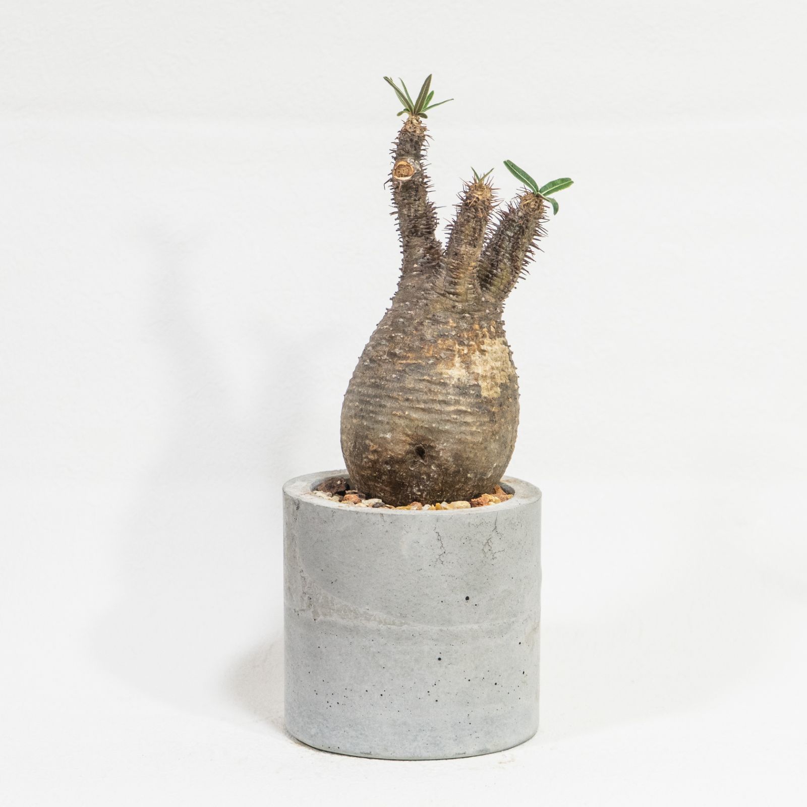 ドルステニアギガス 実生 yocchi】ドルステニアギガスブラータ 実生