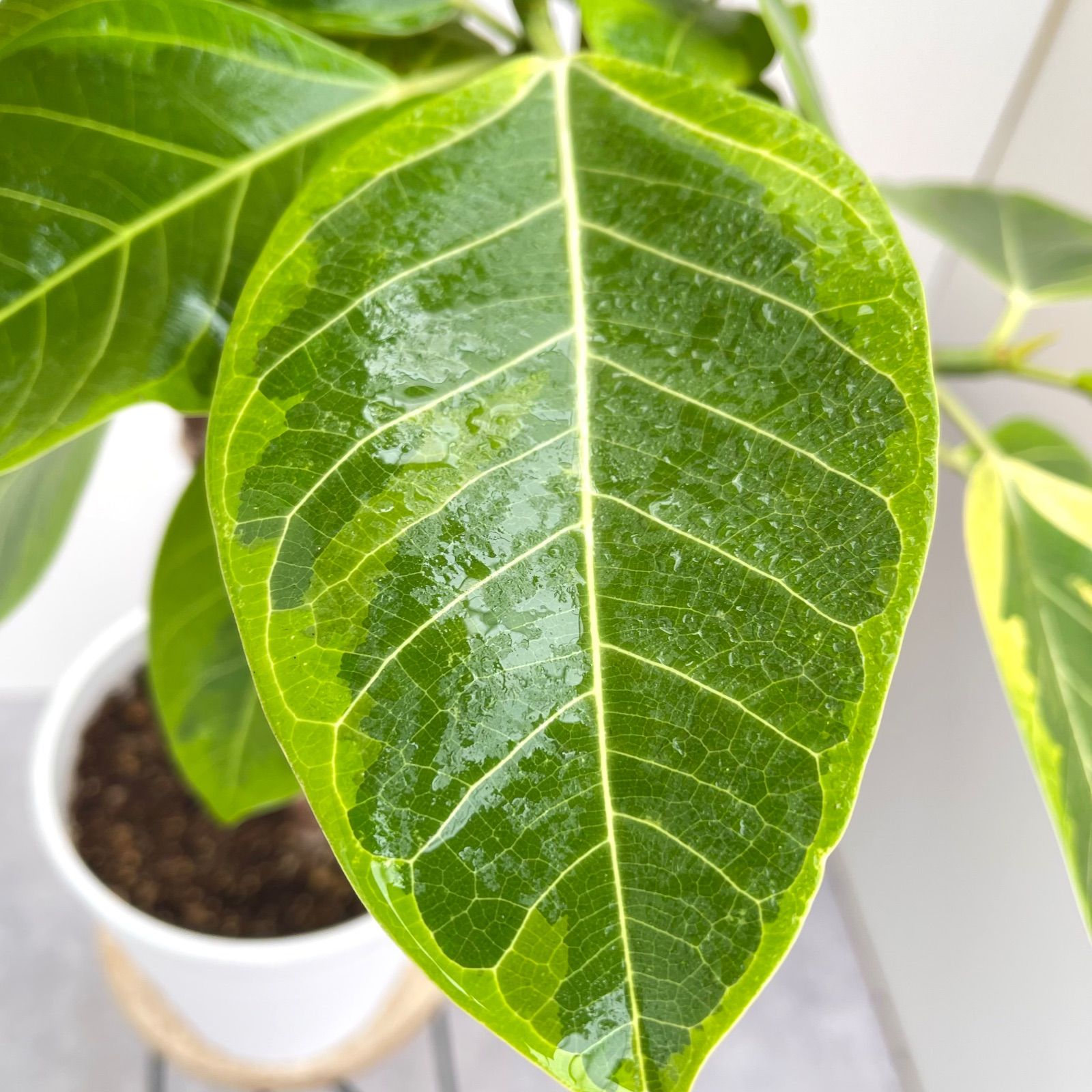 フィカス アルテシマ 2本植え 3【現品】観葉植物 室内 7号 - メルカリ