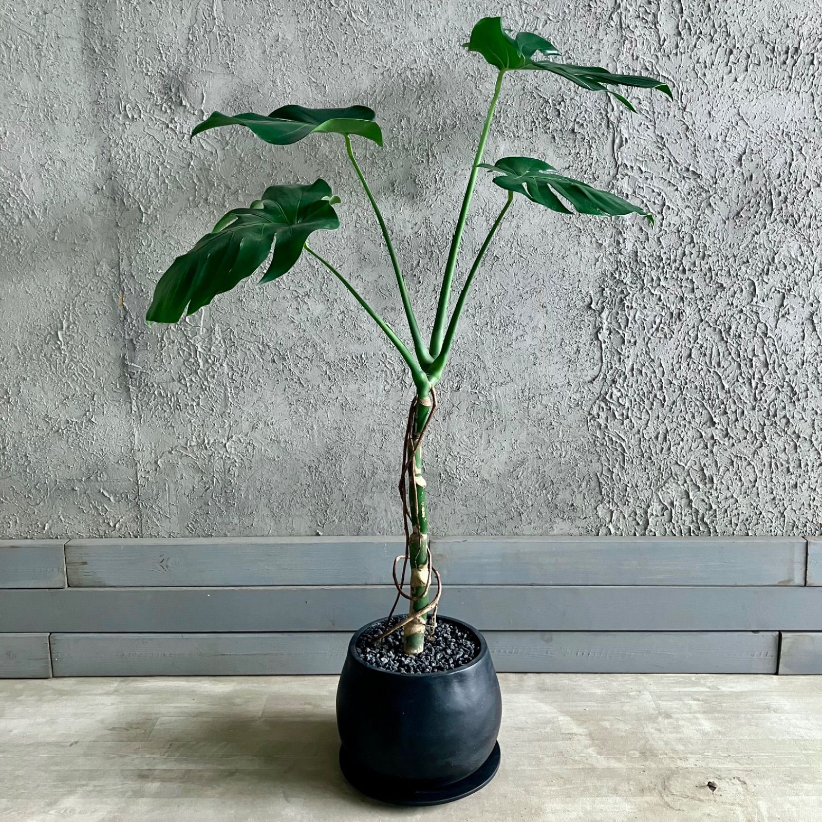 モンステラ 観葉植物 テラコッタ鉢 【公式通販】