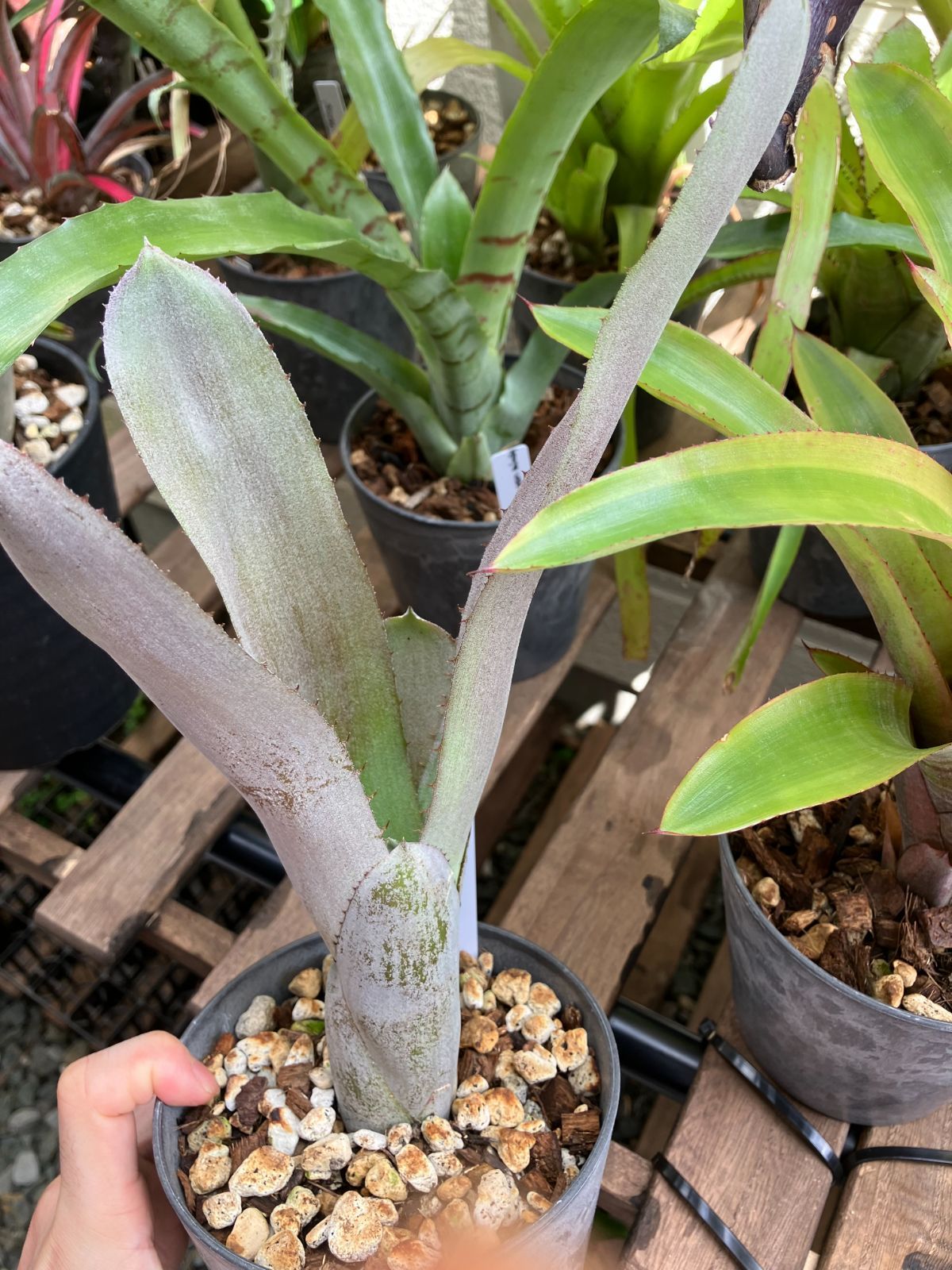 エクメア ムルフォーディ マルバ　1 エクメア・ムルフォーディ【マルバ】 Aechmea mulfordii 'Malva