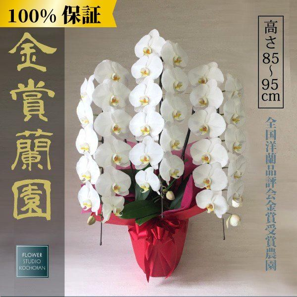 チャメロプス セリフェラ 8号 88cm シルバー リーフ 低木