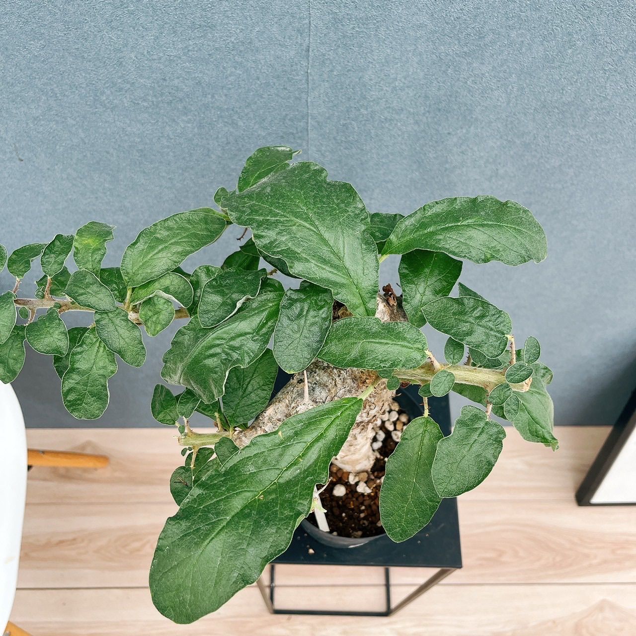 現品］【希少】セサモタムナス ブッセアヌス 観葉植物 レア ゴマ科