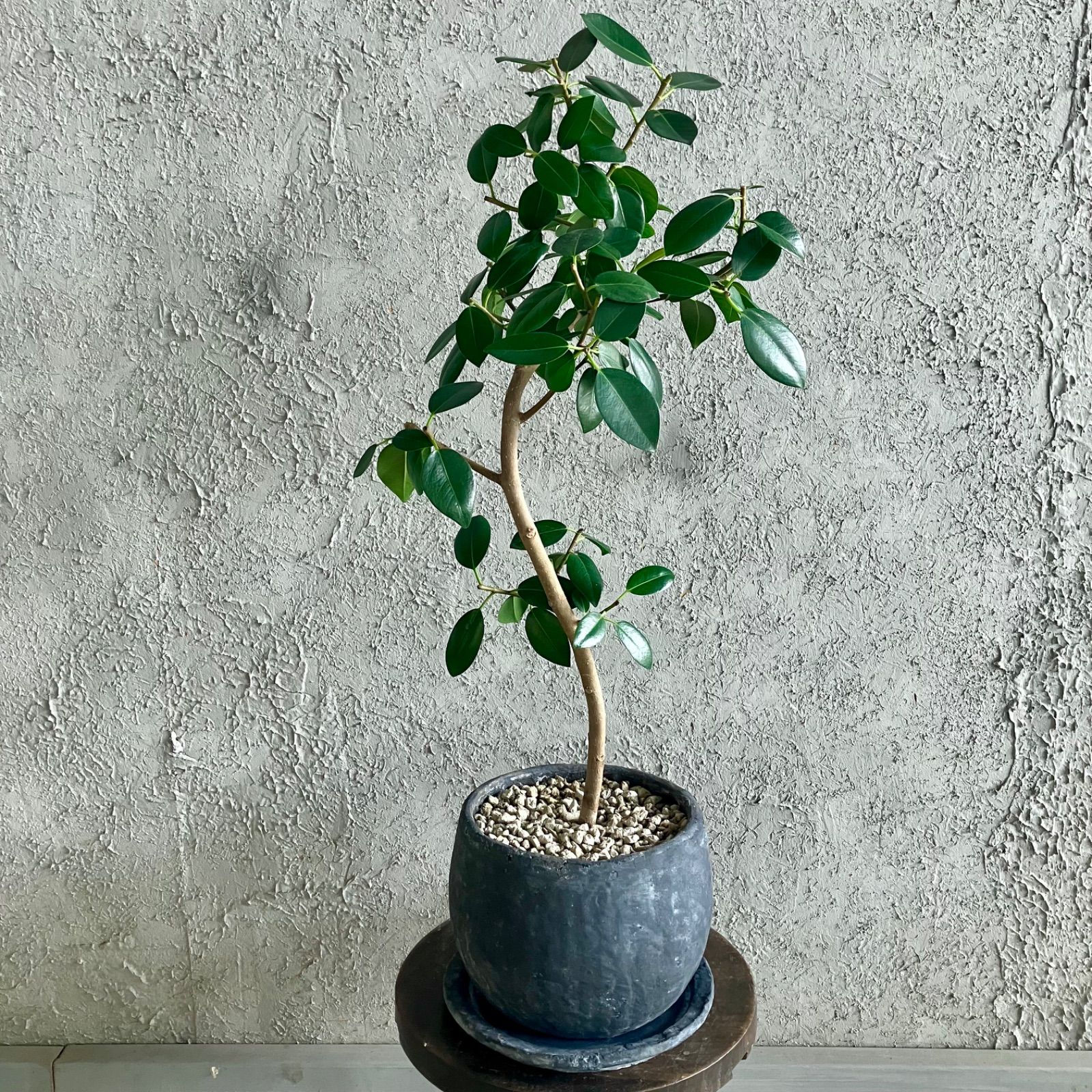 パンダガジュマル　斑入り　3.５号 パンダガジュマル 斑入り 3.5号