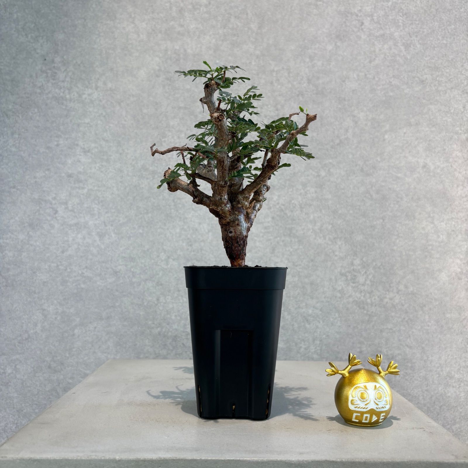 超厳選 パキポディウムグラキリス　現地球　ベアルート　チビグラ パキポディウム グラキリス 3号 現地球 ベアルート 塊根植物