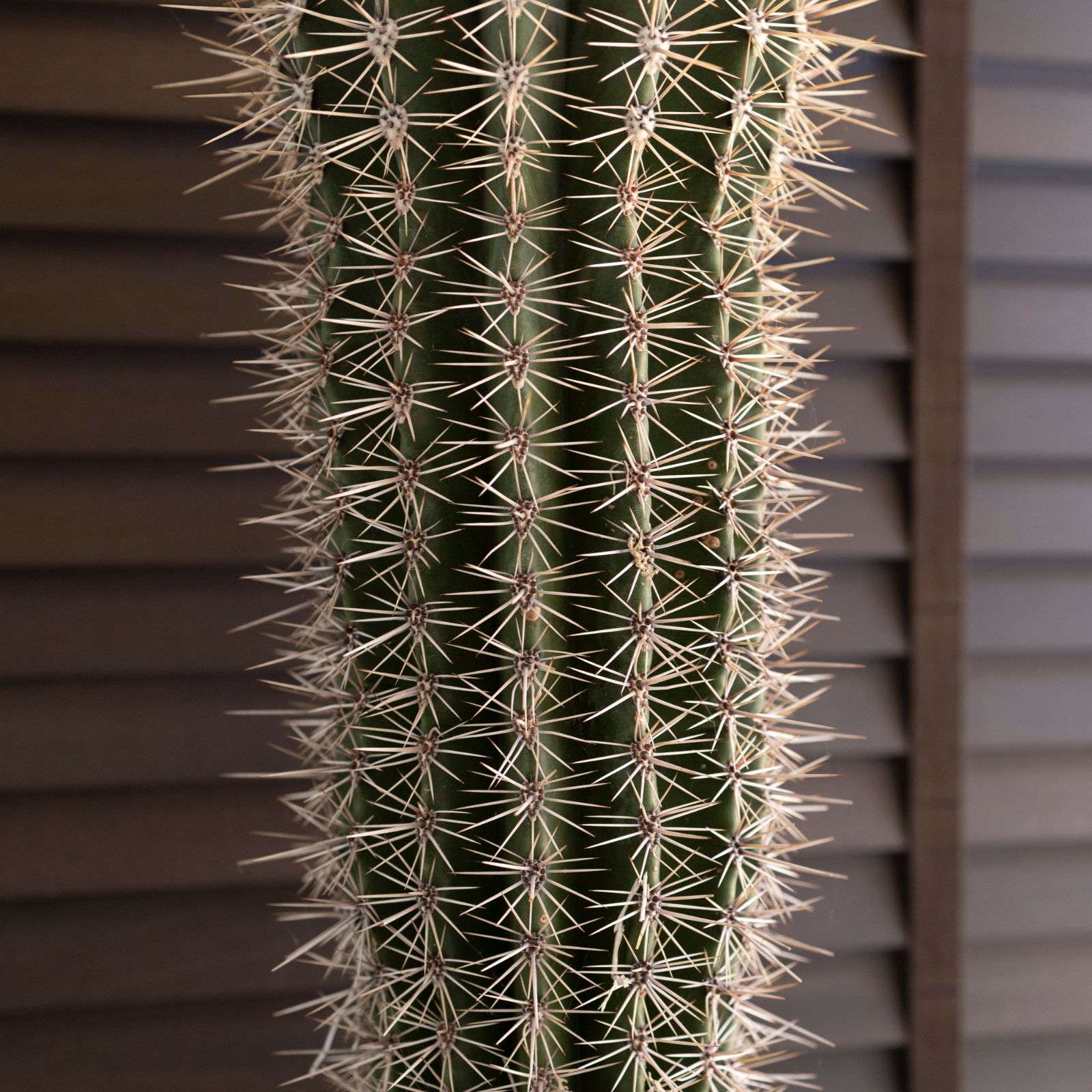 武倫柱　ブリンチュウ　特大 ブリンチュウ＊武倫柱＊サボテン＊ドライガーデン＊ アートフラワー